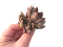 Echeveria Agavoides 'Magic Plot' 2" Succulent Plant