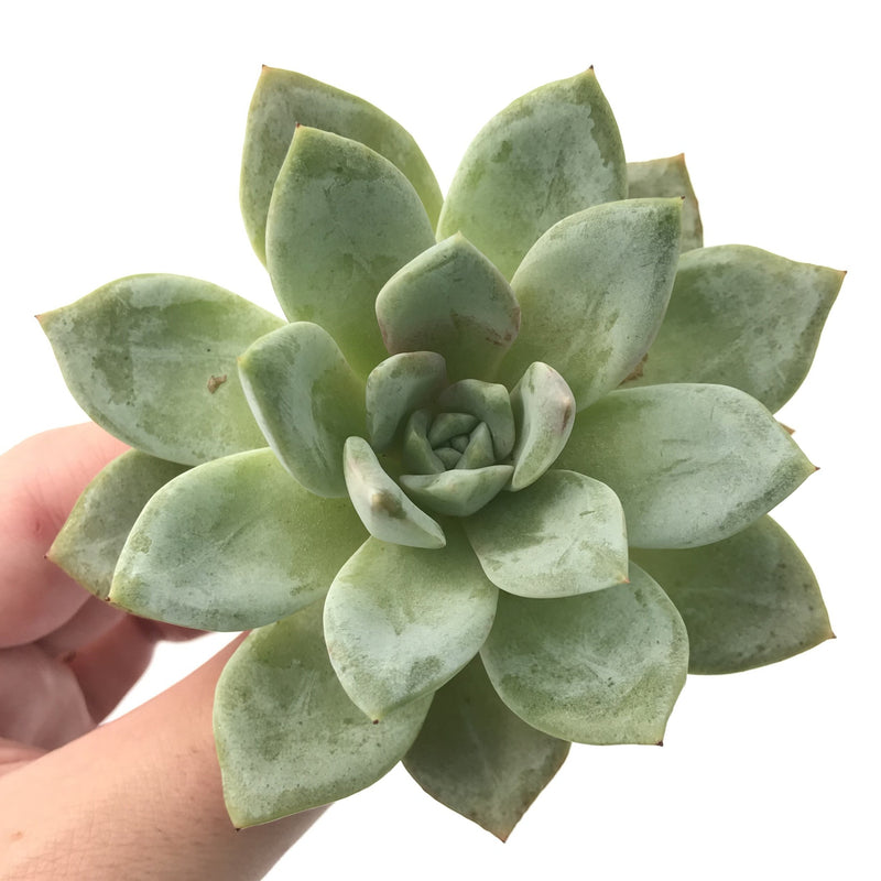 Echeveria 'German Champaign' 3"-4" Succulent Plant