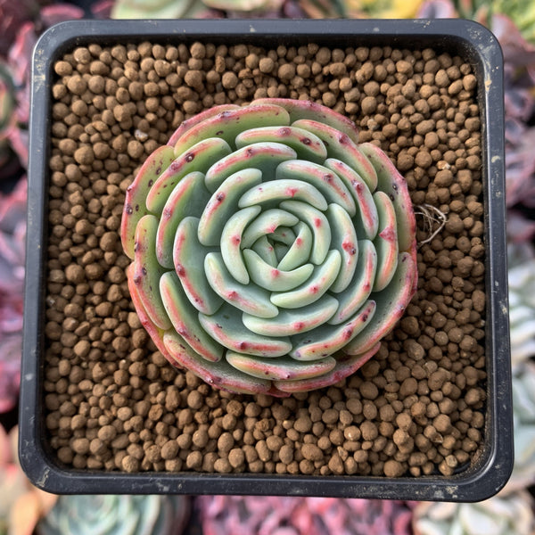 Echeveria 'Moon Harvest' 2" Succulent Plant