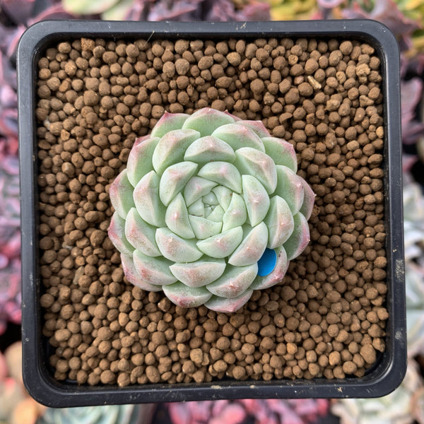 Echeveria 'Arba' 1" New Hybrid Powdery Succulent Plant