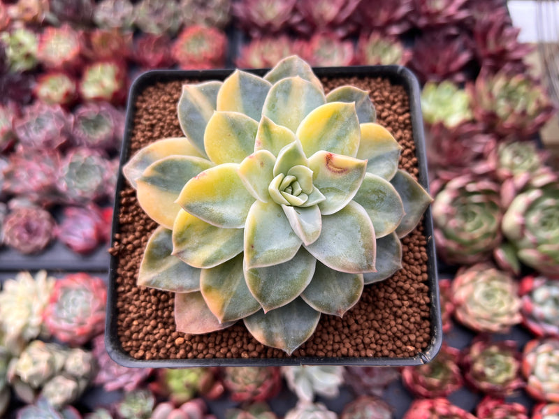 Graptoveria 'Harry Watson' Variegated 2"-3" Succulent Plant