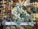 Cotyledon 'Orbiculata' Cluster 7" Large Succulent Plant