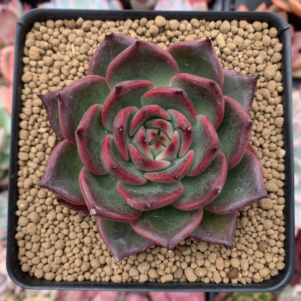 Echeveria Agavoides 'Raison' 3" Succulent Plant