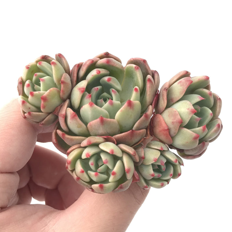 Echeveria 'Nanahukumini' Cluster 3" Succulent Plant