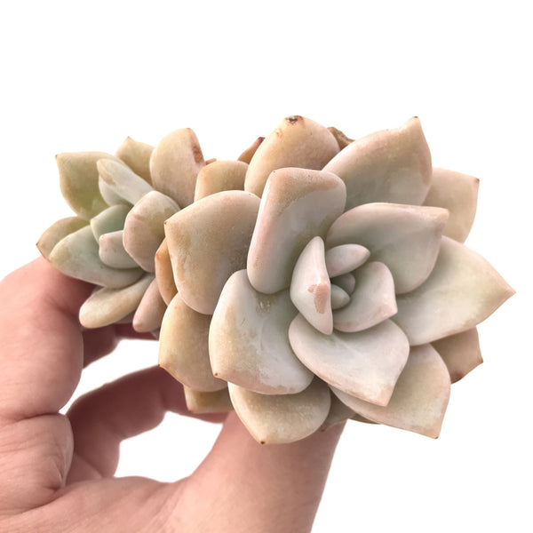 Echeveria 'Missing You' Cluster 2"-3” Rare Succulent Plant