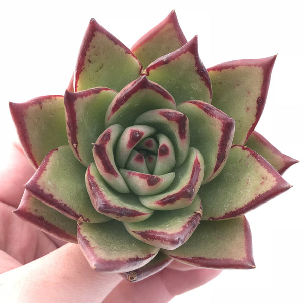 Echeveria Agavoides Ebony 3” Rare Succulent Plant