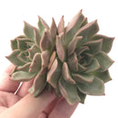 Echeveria 'Sunset' Hybrid 3" Succulent Plant