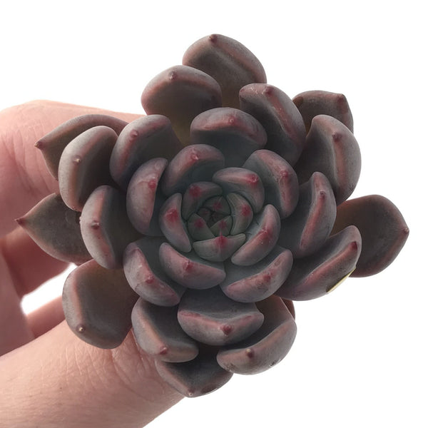 Echeveria Agavoides 'Magic Plot' 2" Rare Succulent Plant