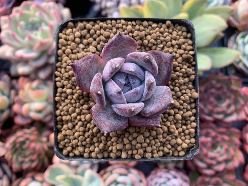 Echeveria 'Black Sabbath' 1" Succulent Plant