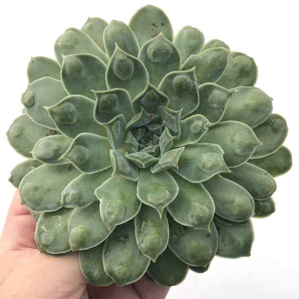 Echeveria 'Hearts Choice' 4"-5" Very Rare Succulent Plant