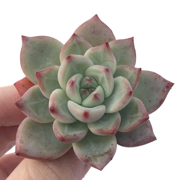 Echeveria Agavoides 'Shallot' Hybrid 1" Succulent Plant