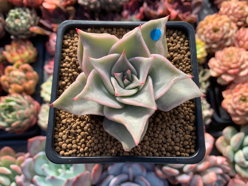 Echeveria 'Madiba' 2"-3" Succulent Plant