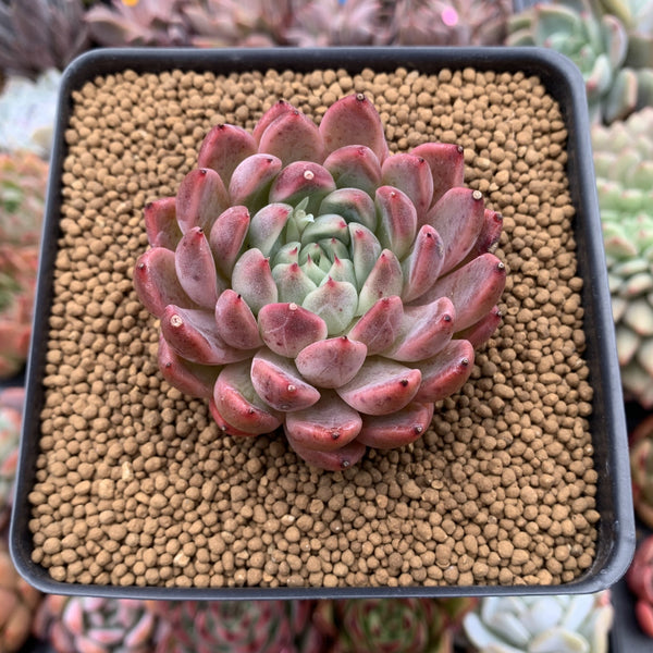 Echeveria Agavoides 'Fanta' 3"-4" New Hybrid (Not E. Cortes) Succulent Plant