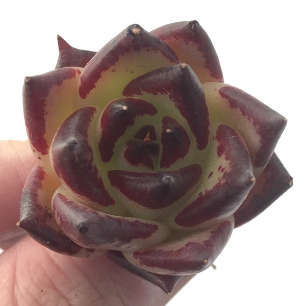 Echeveria Agavoides 'Casio' 1" Small Succulent Plant