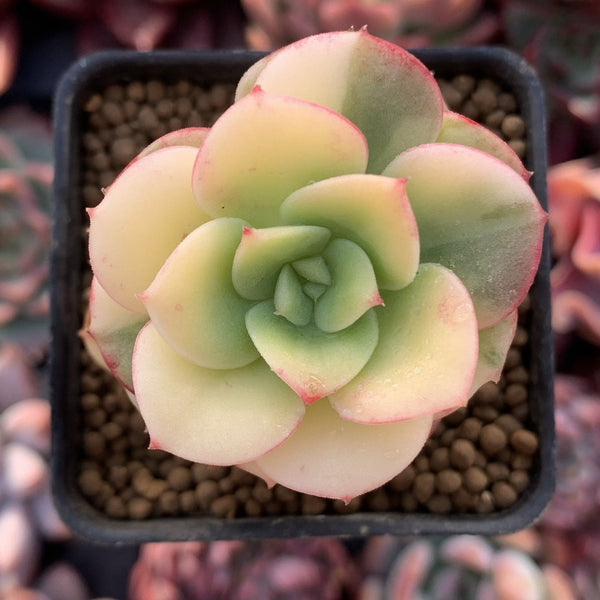 Echeveria 'Nicksana' Variegated 2" Succulent Plant