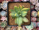 Pachyveria 'Cypress' Variegated 2"-3" Succulent Plant