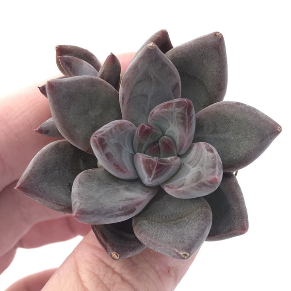 Echeveria Agavoides 'Tremolo' 1" New Hybrid Small Succulent Plant