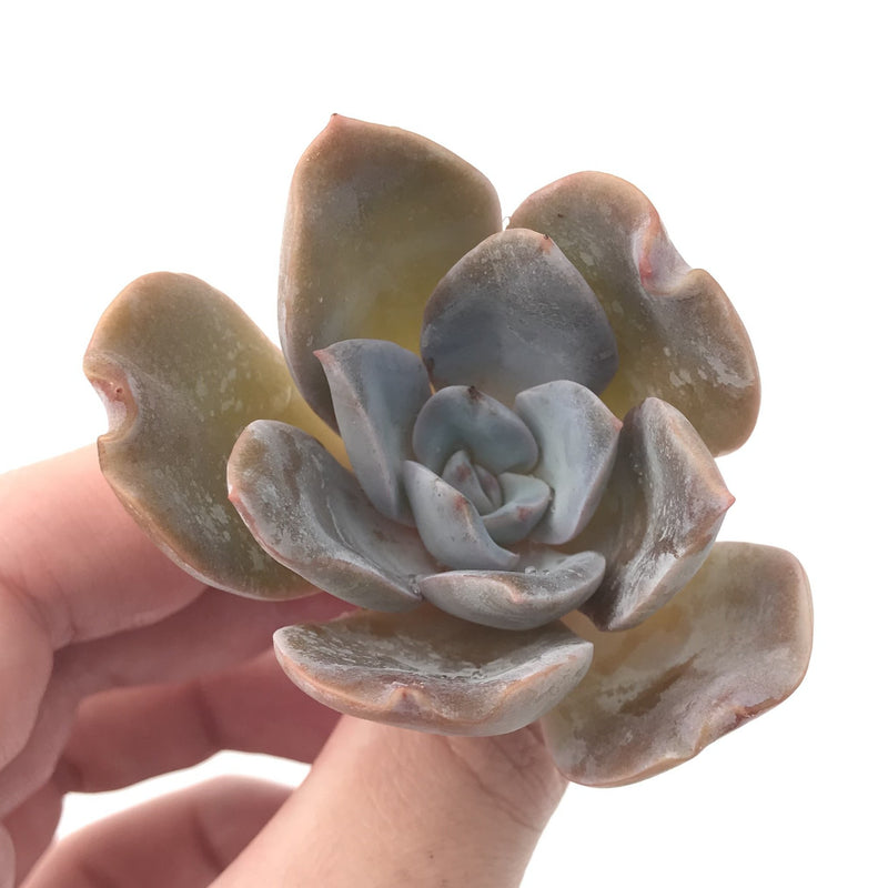 Echeveria 'Bambino' 2" Powdery Succulent Plant