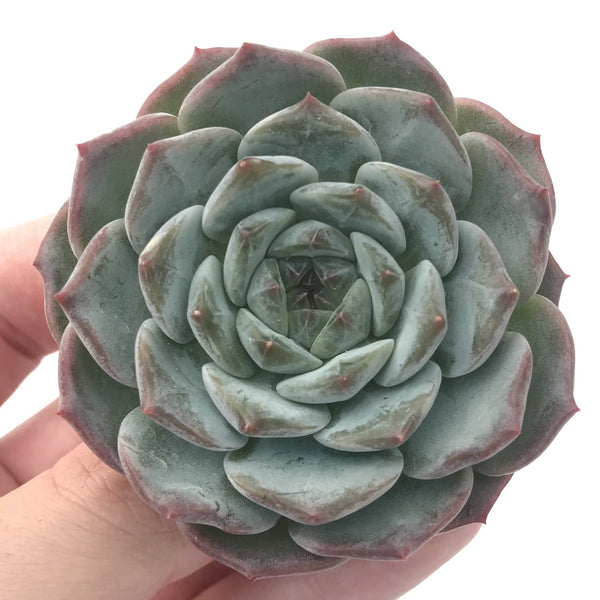 Echeveria 'Helena' Hybrid 2"-3" Powdery Succulent Plant