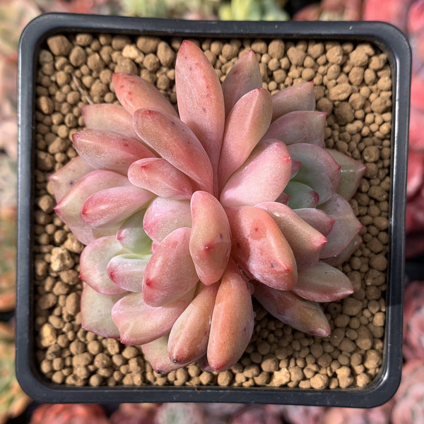 Echeveria 'Ariel' 2" Cluster Succulent Plant