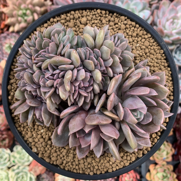 Graptoveria 'Debbie' Crested 5" Succulent Plant