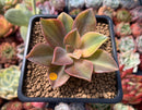 Graptoveria 'Fred Ives' Variegated 3" Succulent Plant