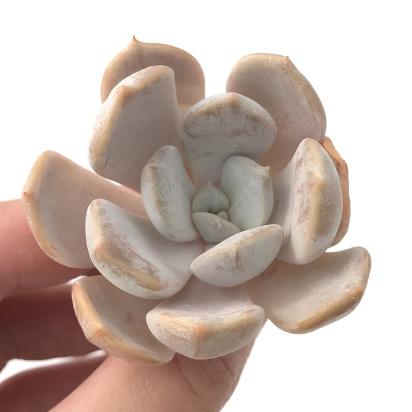 Echeveria 'Tiramisu' 2" Powdery Succulent Plant