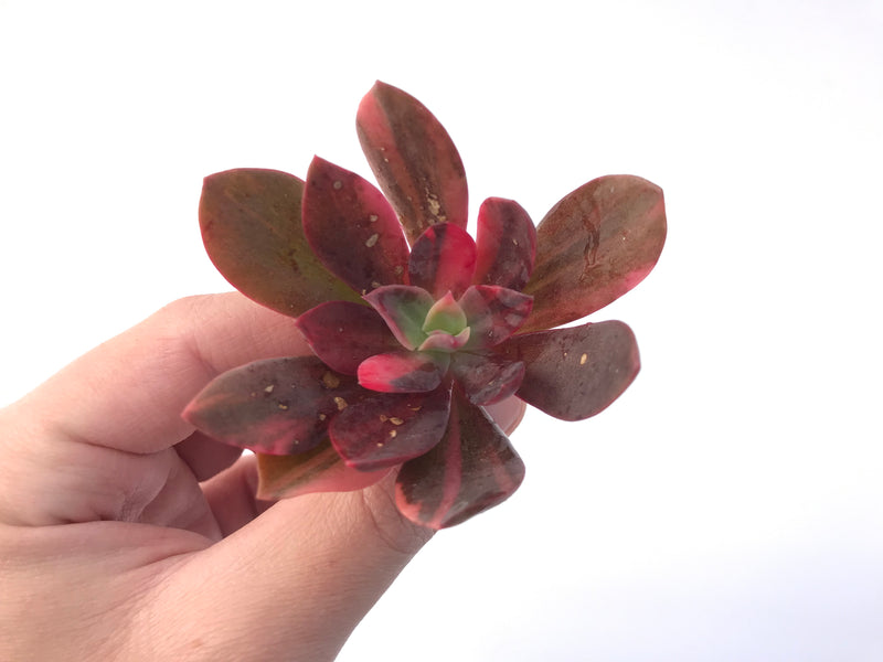 Echeveria 'Hanaikada' Variegated 2" Succulent Plant