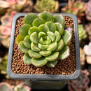 Echeveria sp. Lightly Variegated 1" Succulent Plant