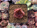 Echeveria Agavoides 'Casio' 1" Very Small Succulent Plant