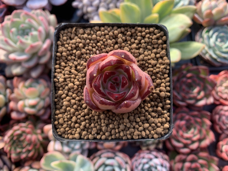 Echeveria Agavoides 'Casio' 1" Very Small Succulent Plant