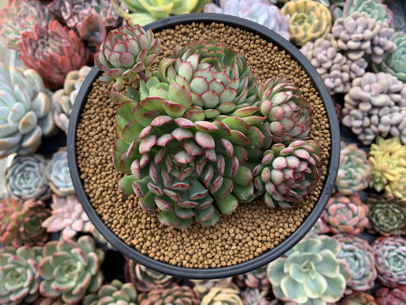 Echeveria 'Karen' 5"-6" Cluster Succulent Plant