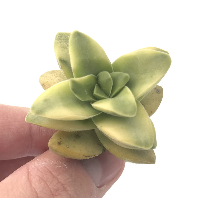 Crassula 'Springtime' Variegated 1" Succulent Plant