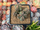 Crassula 'Buddha's Temple' 2"-3" Succulent Plant