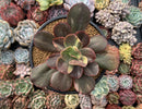 Echeveria 'Primadonna' Variegated 4"-5" Succulent Plant