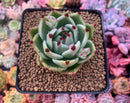 Echeveria Agavoides 'Blue Dragon' 3"-4" Succulent Plant