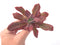 Echeveria 'Diamond State' Varieagted 3" Succulent Plant