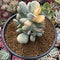 Cotyledon 'Orbiculata' Variegated 5" Large Very Rare Succulent Plant