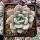 Echeveria 'Ice Cream' 3" Succulent Plant