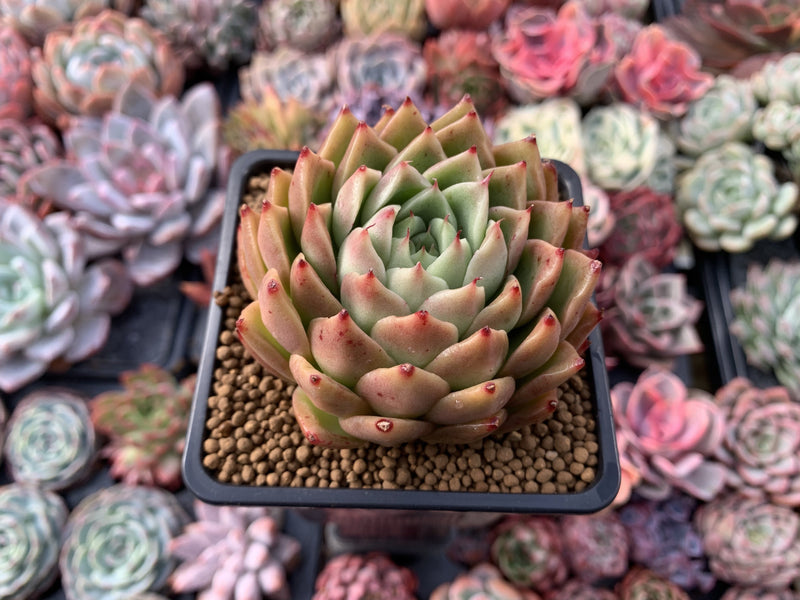 Echeveria Agavoides 'Spicy' 3" Succulent Plant