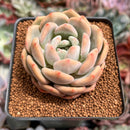 Echeveria 'Ariel' 2" Succulent Plant