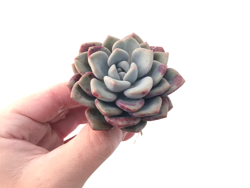 Echeveria 'Amore' 2"-3" Succulent Plant