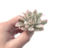 Echeveria 'White Snow' Variegated 2" Succulent Plant