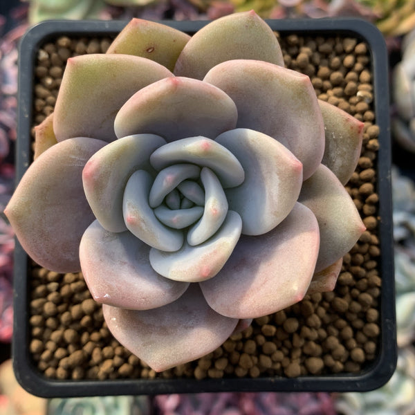 Echeveria 'La Bamba' 2"-3" Succulent Plant