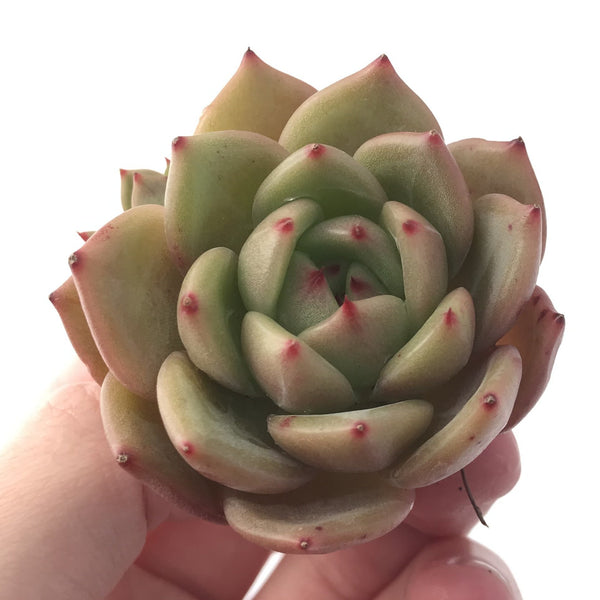 Echeveria Agavoides 'Monroe Channel' 1" Succulent Plant