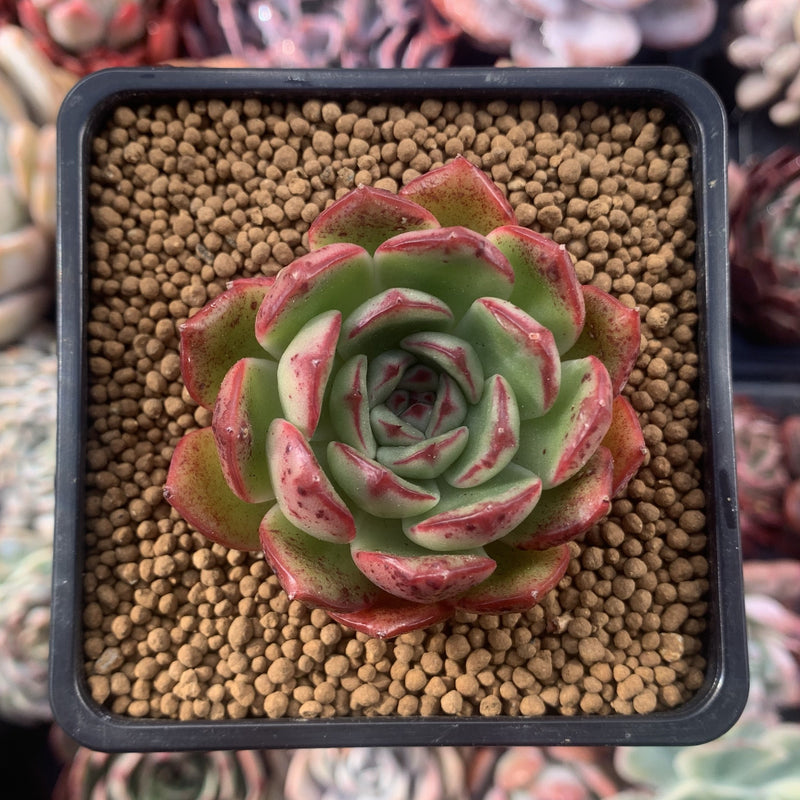 Echeveria sp. 2" Succulent Plant