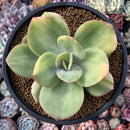 Echeveria 'Hakuhou' Variegated 5" Succulent Plant