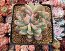 Echeveria 'Starmark' Bifurcated 4" Succulent Plant