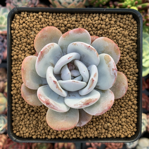 Echeveria 'Laui' 2"-3" Powdery Succulent Plant