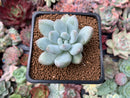 Pachyphytum 'Amata' 1"-2" New Hybrid Succulent Plant